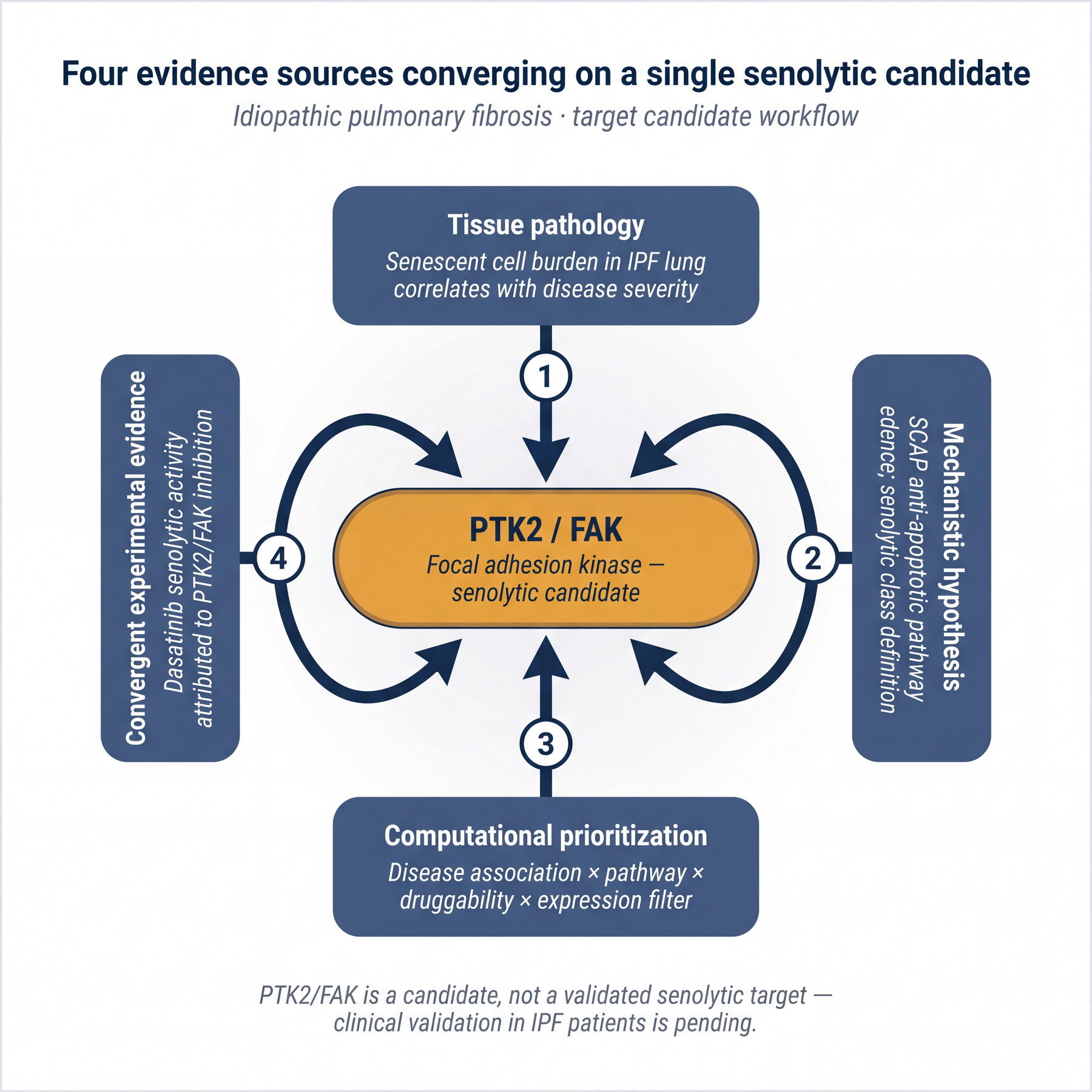 Four evidence sources - pathology, mechanism, computational prioritization, dasatinib convergence - converge on PTK2/FAK as a senolytic IPF candidate.