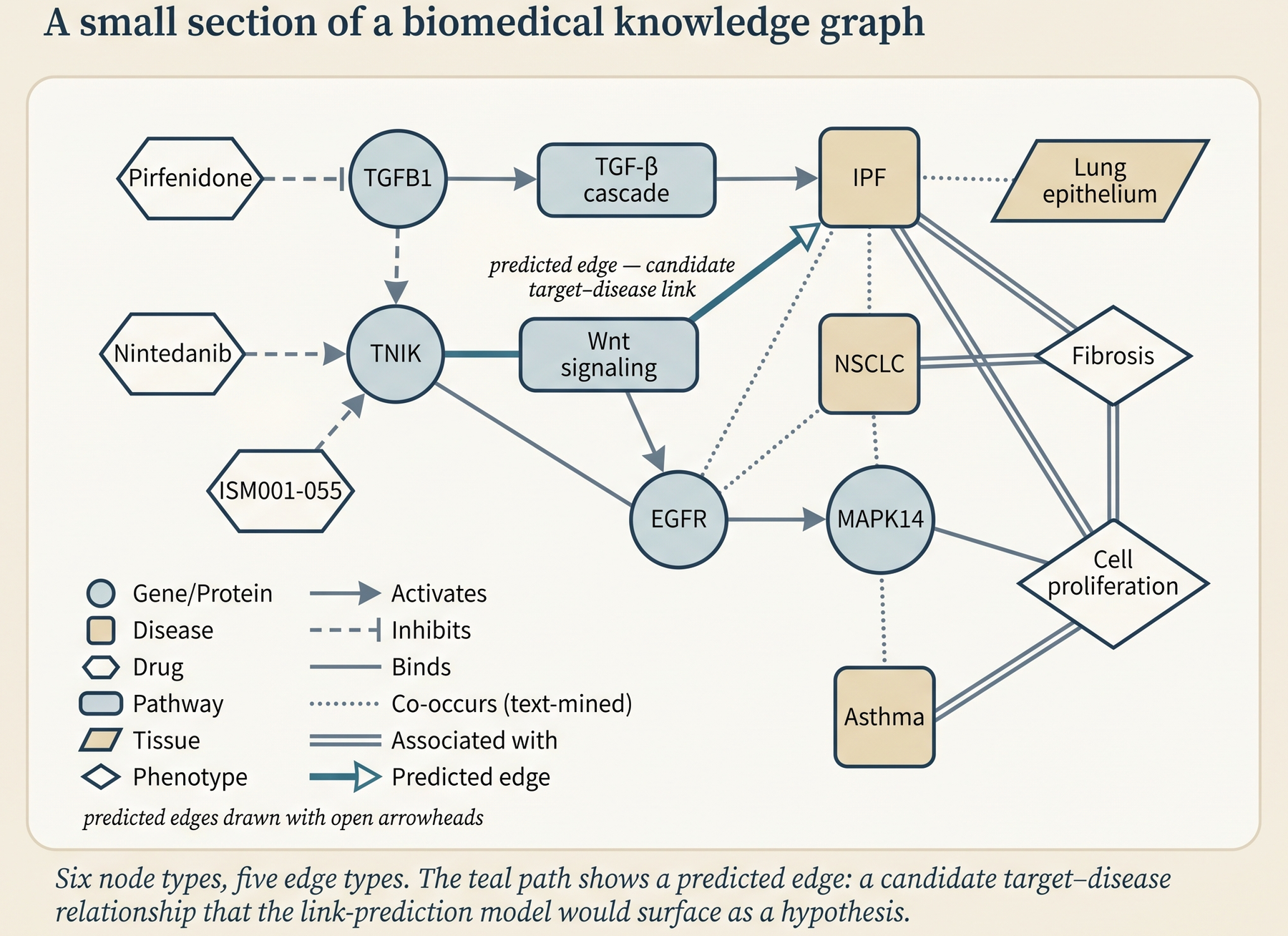 Biomedical knowledge graph schematic with gene, protein, disease, drug, pathway, tissue, and phenotype nodes connected by typed edges; one teal-highlighted gene→pathway→disease path is labeled as a predicted candidate target–disease edge.