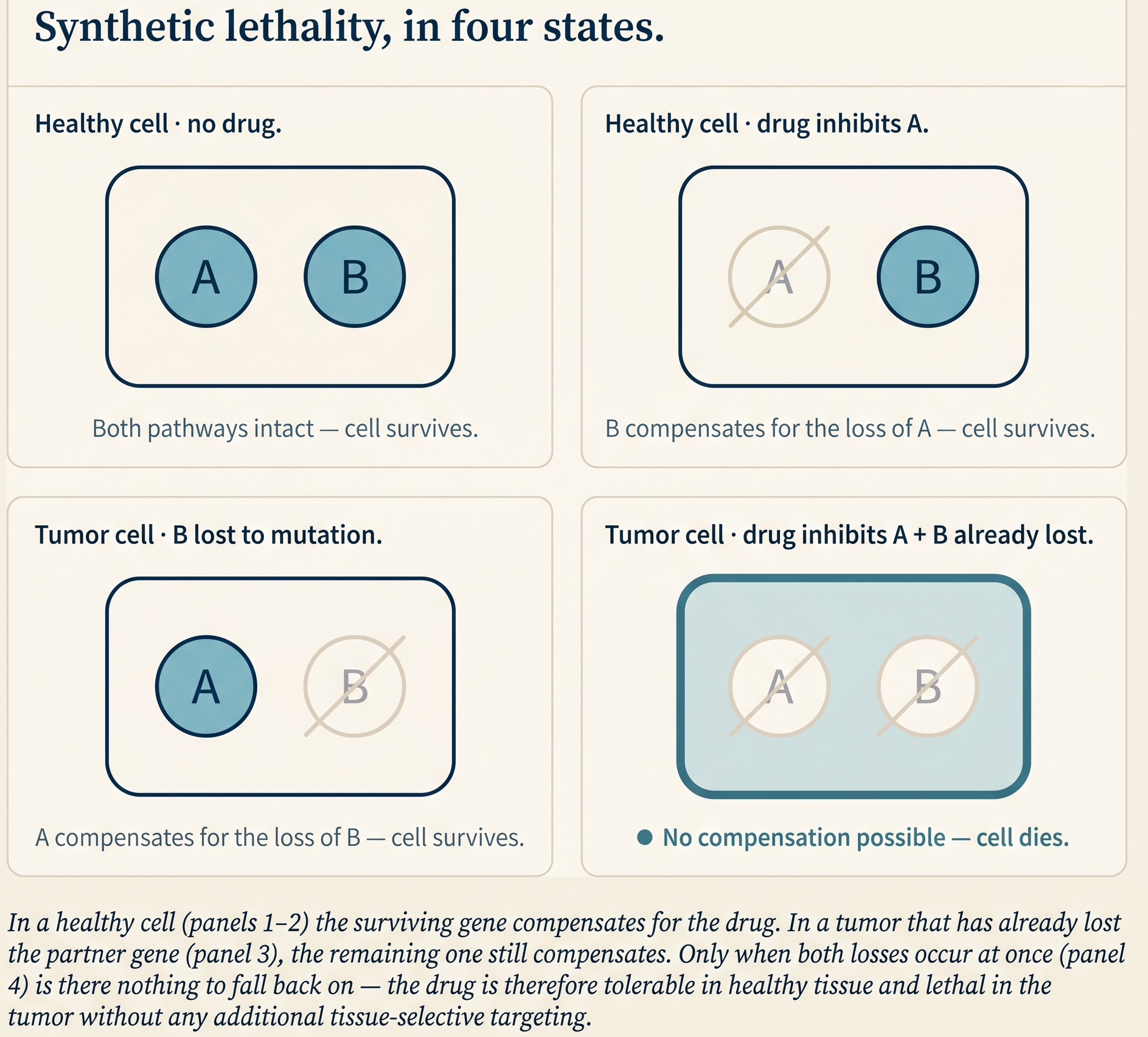Four-panel figure of synthetic lethality: healthy cells survive single-gene loss, but tumor cells that have already lost one partner gene die when the second is inhibited.