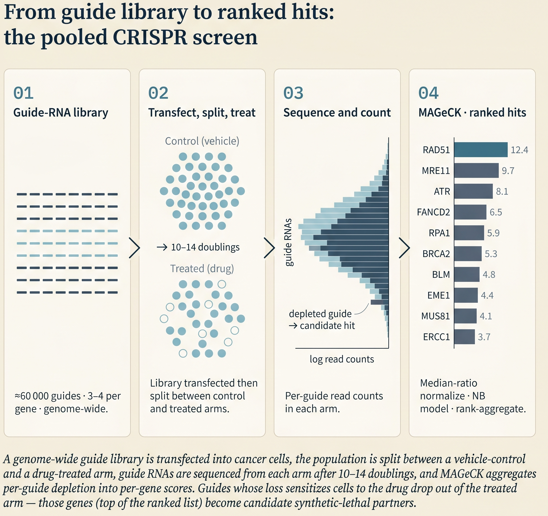 Four-stage CRISPR screen pipeline: a guide-RNA library is transfected, the cell population is split between control and treated arms, guides are sequenced and counted, and MAGeCK ranks the depleted hits.