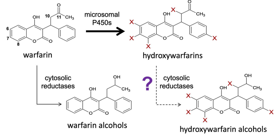 hydroxywarfarin_2022.png